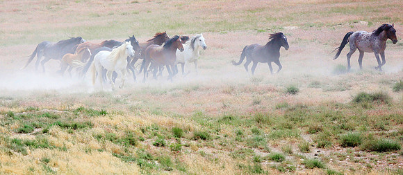 Herd of Wild Mustangs