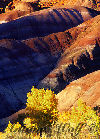Landscape Shadows