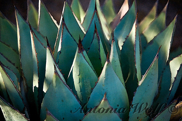 Agave Cactus