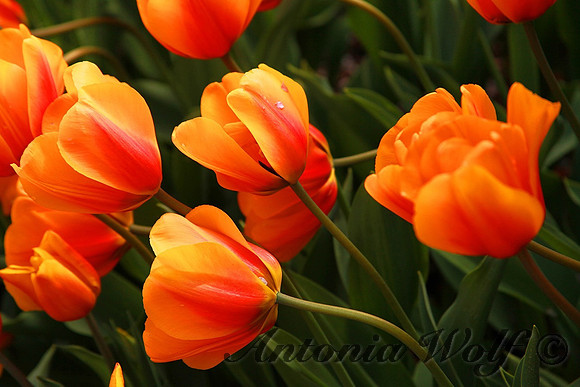 Tulips in Orange