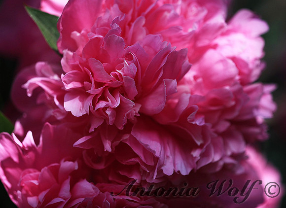 Peonies Celebration