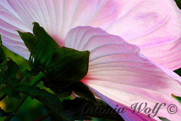 Hibiscus Bloom