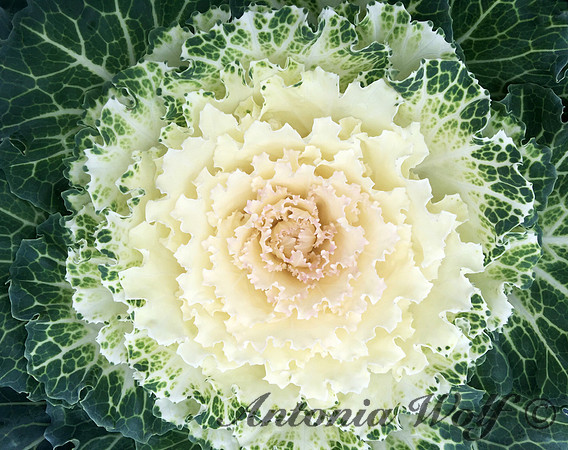 White Cabbage
