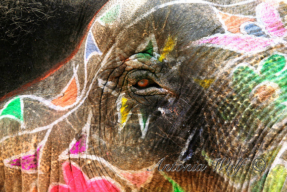 Eyes of Knowing - Elephant:India 20x30
