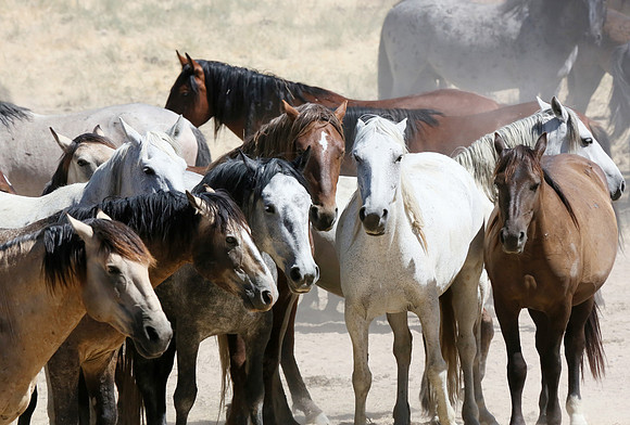Awaiting their Turn at the Water Hole