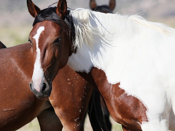 Beautiful Pinto Mare