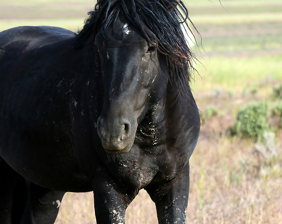 Black Beauty