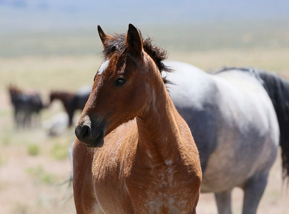 Curious Colt