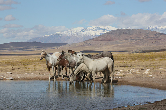 Early Autumn at the Water Hole