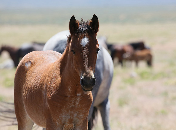 Foal in the Light
