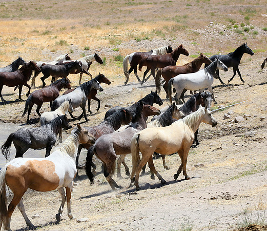 Leaving the Waterhole
