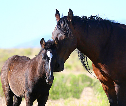 Mother's Tenderness