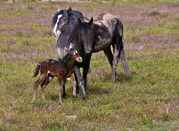 After a Mud Bath