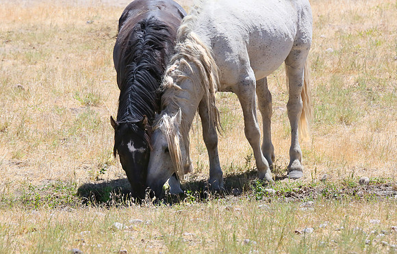 Old Man with his Buddy
