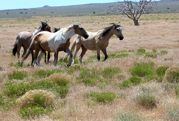 Pinto Stallion with his Mares