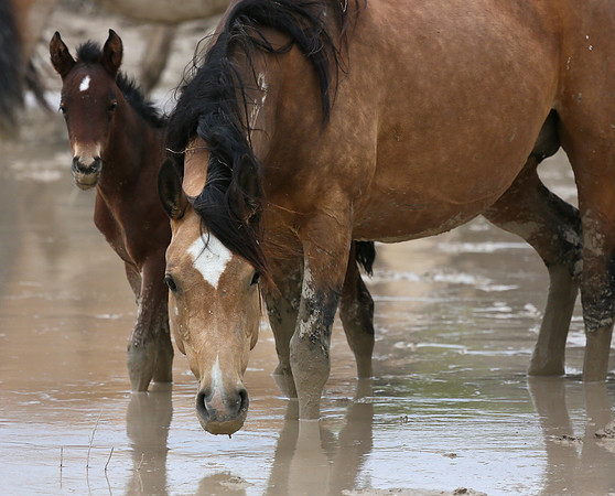 Staying Close to Mom