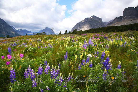Abundance in Many Glacier