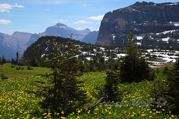 Abundance of Glacier Lilies on Logan's Pass
