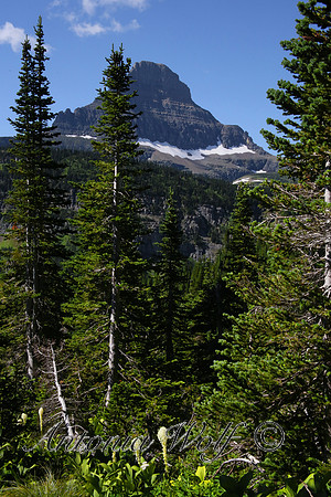 Bear Grass below the Mountain Glacier