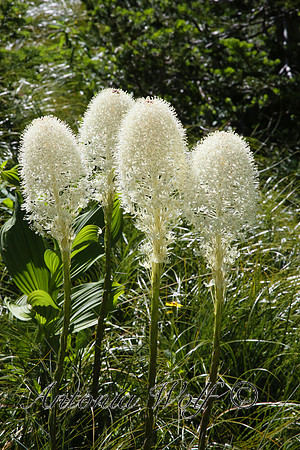 Bear Grass in full Bloom Glacier