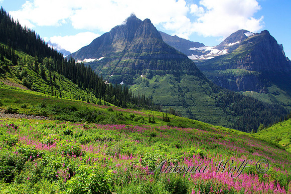 Field of Fireweed