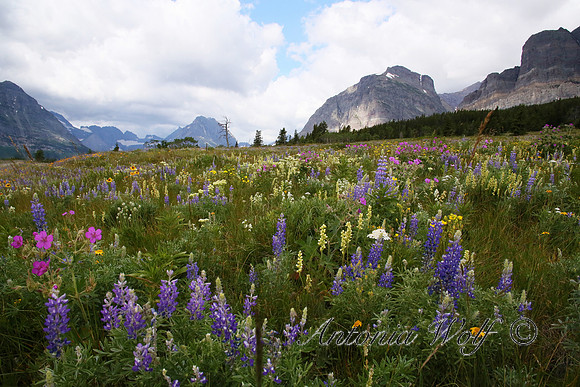 Field of Lupine and Wild Flowers