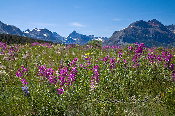 Glacier in Purple