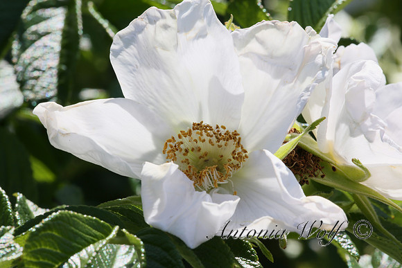 Wild Rose East Glacier