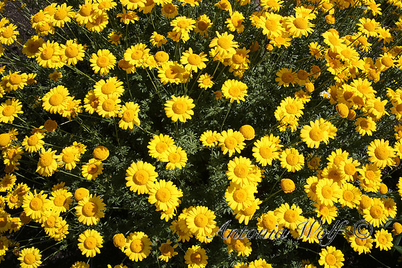 Yellow Smiles East Glacier
