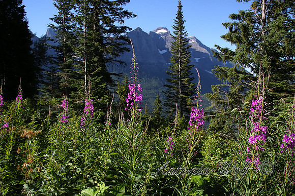 Spring in Glacier