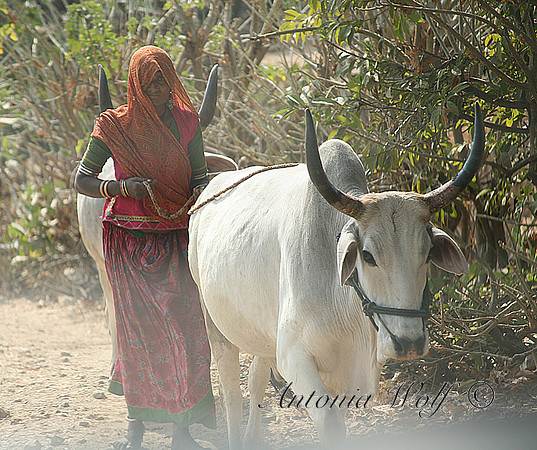 Bringing the Bulls to the Waterhole