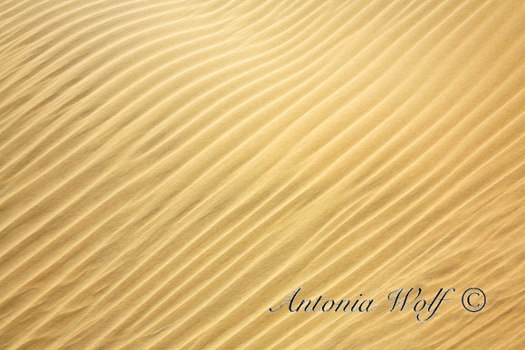 Desert Painting Jaisalmer Desert of Sam