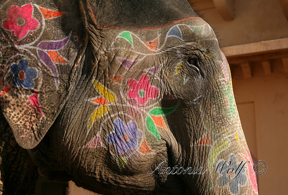 Elephant with Henna Painting