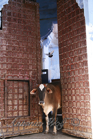 Metaphor Jaisalmer India