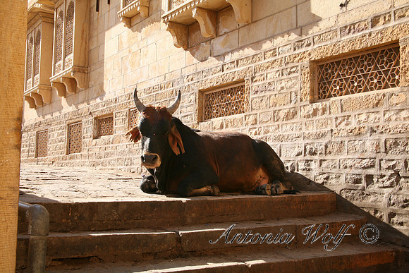 Taking a Nap India
