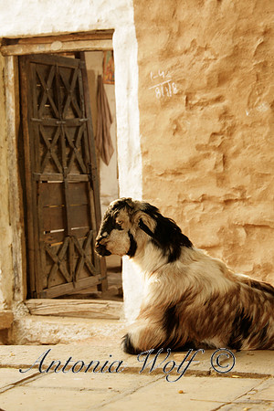 Watch Goat in Jaisalmer