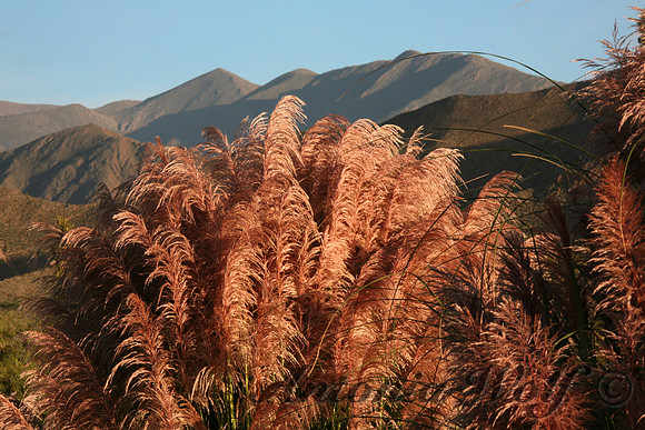 High Altitude Vegetation