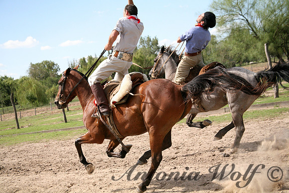 Argentina Gauchos