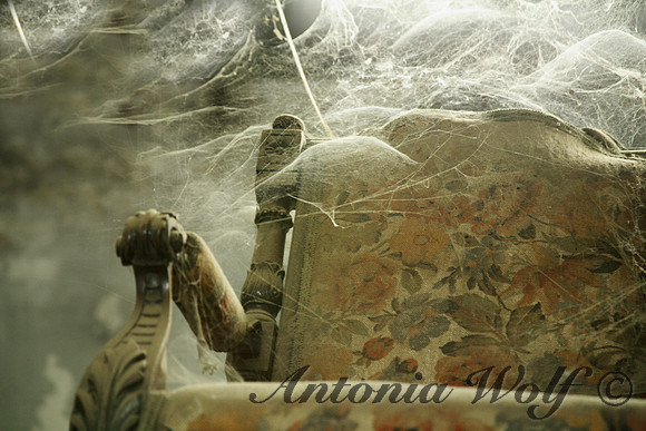 Hidden Below Spiderwebs