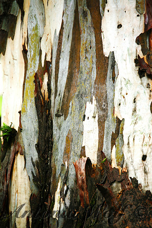 High Mountain Aspen peeling
