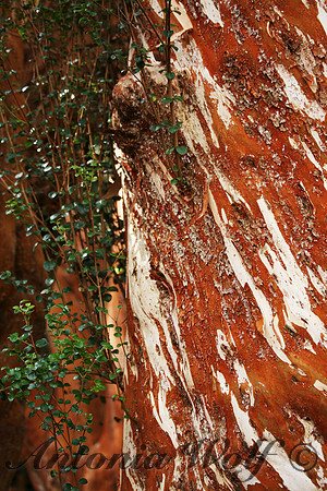 Red Tree Bark Bariloche Argentina