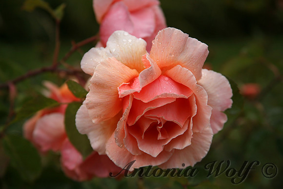 Rose in Bariloche