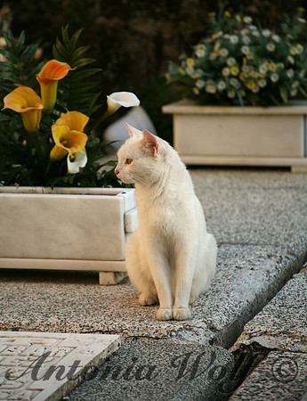 She is home among the Flowers*