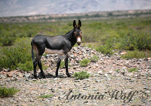 Wild Argentina Burro