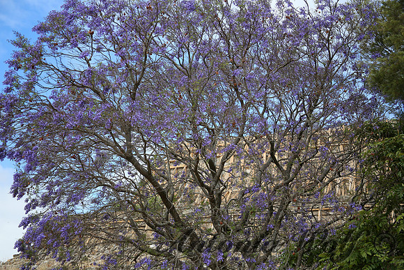 Blooming Wisteria in Monte Alban