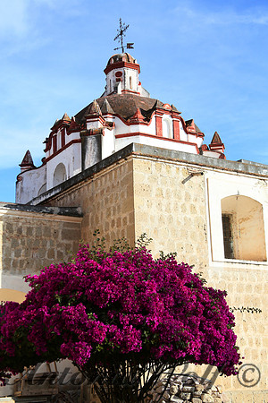 Bougainvillea in full Bloom