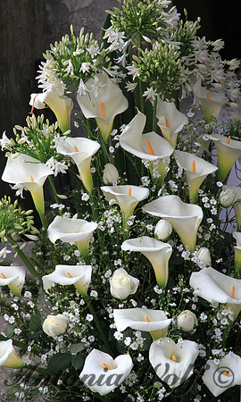 Calle Lillies