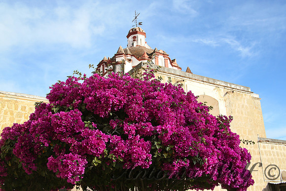 Church adorned by Bougainvillea