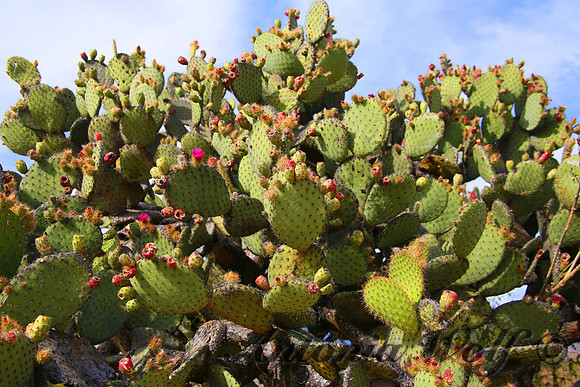 Ready to Burst into Bloom