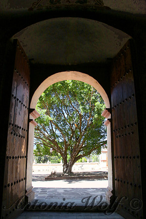 Tree of Hope